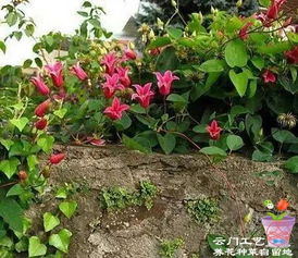 想看夹竹桃美图？这里有你想要的各种美图