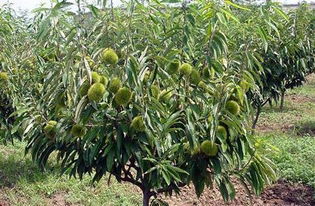 栗子树幼树的修剪， 得细心