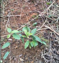 冬去春来树苗怎么防寒啊？