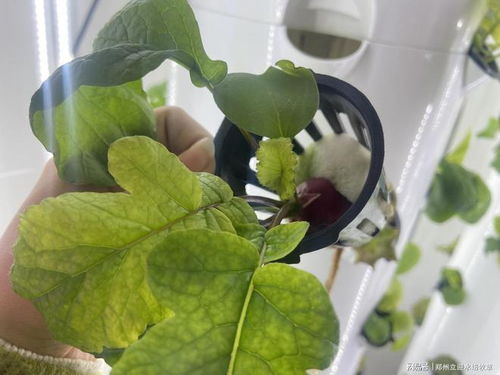水培红萝卜种植，如何让根茎更粗壮