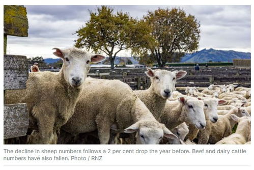 养殖场负责人必盯关键牲畜数据