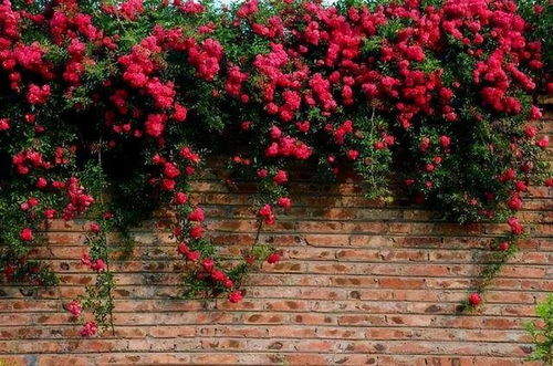 惯与飘香藤的一些小秘密