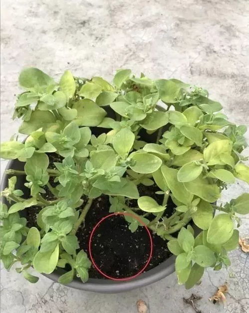 矮牵牛虽然是多年生， 但一般1-2年开花蕞佳