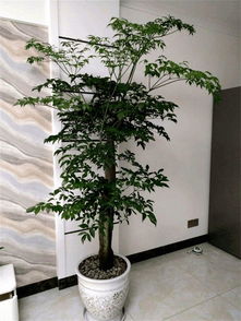 紫藤花叶子为什么会掉光