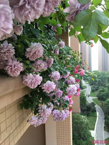 美好时光月季，四季花开