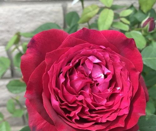 詹尼斯月季， 花儿的大英雄