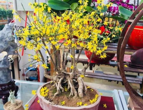 李先生的种植经验