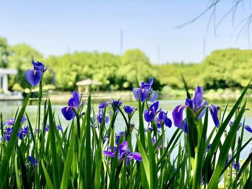 荆棘鸟：复古风情， 但要注意根系哦