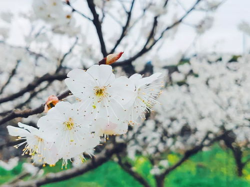 梨花，洁白无瑕