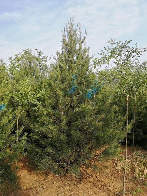 白皮松市场前景：真的黯淡了吗？