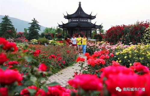 月季花：南阳的骄傲