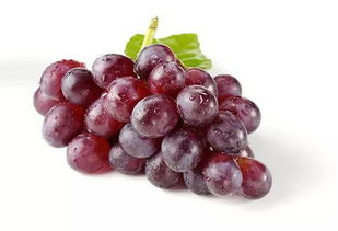 实验材料与试剂