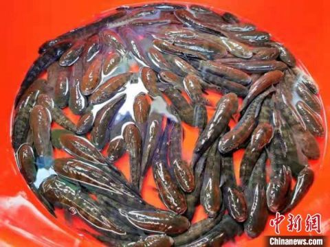 农药的“秘密武器”