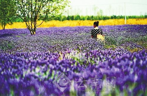 薰衣草花香引，开启心灵新旅·寻放松之花