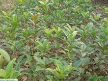 室内桂花苗移栽烂根的几种常见症状