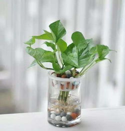 绿植消弭甲醛，自然净化之选