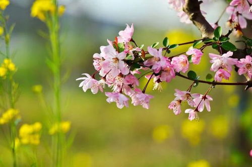 “母爱如花开，这种用花表达无尽母爱的长尾词叫什么