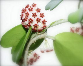 光照：别让阳光直射， 散光才是王道