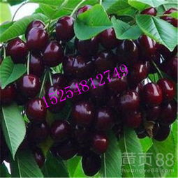 植物的家族传承