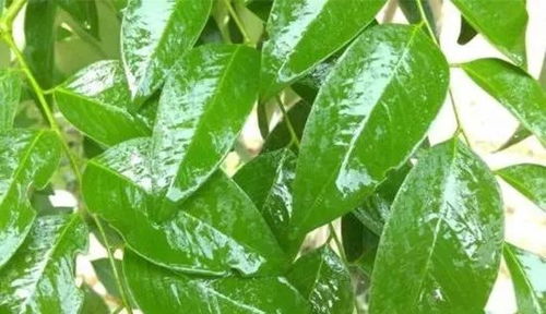 农药剂型与渗透性