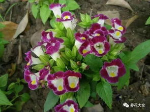 保存种子的关键步骤