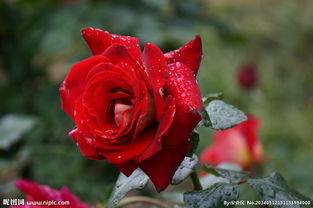 植株本身的状态