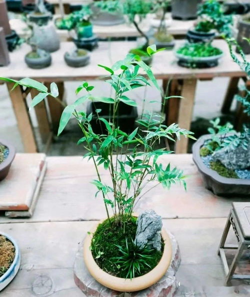 中式盆景以松、竹、梅、兰等植物为主