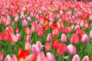 快速成景的花卉搭配