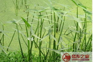 探索稻田除草剂：哪种对野稻抑制效果geng佳？