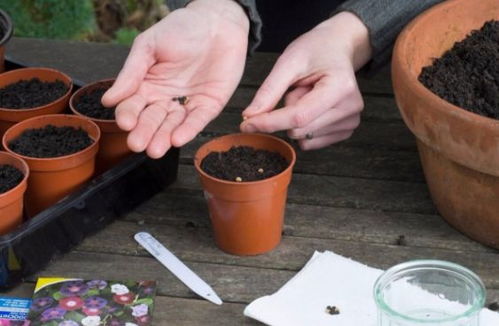 花的颜色， 花的魔法