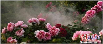 牡丹花艺术漆效果图，惊艳视觉