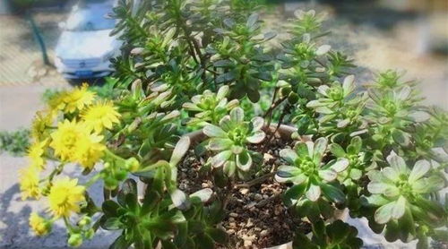 麒麟掌换盆后几天内需要浇水？