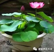 碗莲追肥最佳肥料选择，哪种有机肥料对碗莲生长更有益