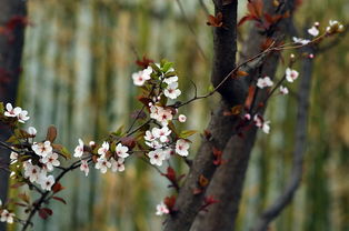 油茶苗年年绽放，春意盎然心情如何？