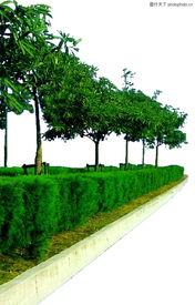 常见的绿化乔木品种大集合