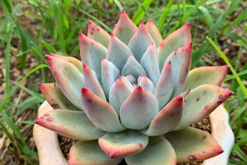 螺螨酯治介壳虫为何反复反弹？果园老周实战避坑指南大揭秘！