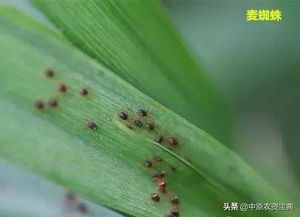 金银花病虫害防治技术中，金银花叶枯病和蚜虫的防治方法有哪些