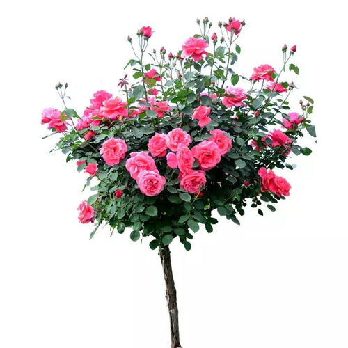 价格实惠， 品质过硬——揭秘大花月季树状月季的实惠之谜