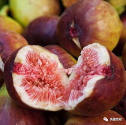 无花果树的冬季防冻指南：最应避免的浇灌误区