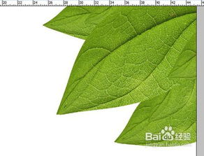 用树落花制造有机肥