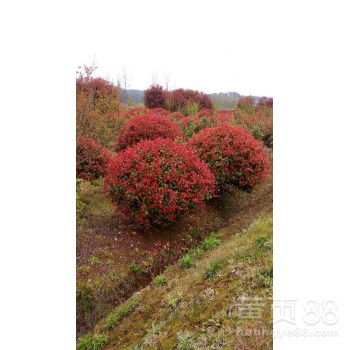红叶石楠球种植密度之谜