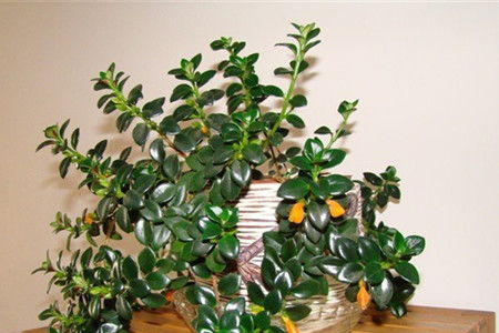 金鱼吊兰落叶四大原因及解决技巧