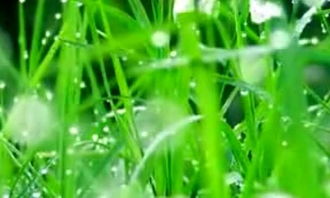 南方水果在北方的种植：可行性与经济效益分析