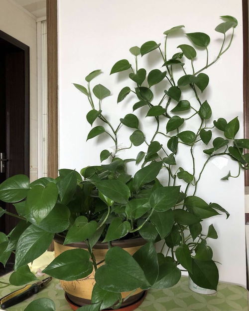 花叶绿萝怎么养才能使其叶子更加翠绿