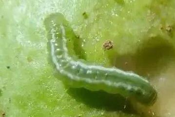 虫螨腈杀螨虫效果佳，还有哪些害虫能防治