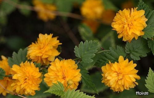 棣棠一平方米种多少株？