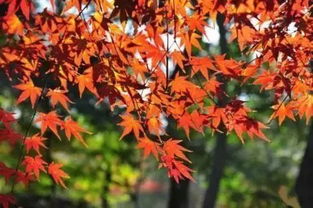 红枫盆栽的养殖