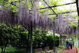 紫藤盆栽种植小秘诀