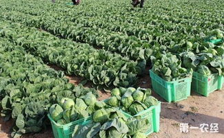 高原七月适合种植哪些蔬菜？