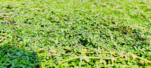 地毯草的适应性